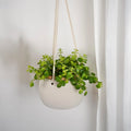 Botanica Air Planters