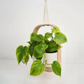 Floating Planter