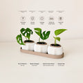 Transform your space with the Urban Leaf Set — a modern trio of minimalist indoor planters designed to elevate your home décor. Perfect for small plants, succulents, and contemporary interiors. Lightweight, stylish, and crafted for modern living.