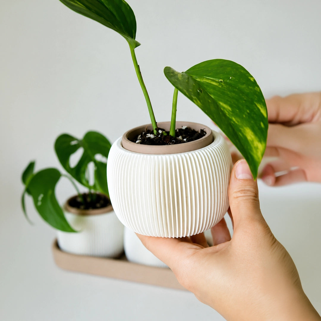 Transform your space with the Urban Leaf Set — a modern trio of minimalist indoor planters designed to elevate your home décor. Perfect for small plants, succulents, and contemporary interiors. Lightweight, stylish, and crafted for modern living.